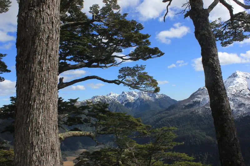 Troncos de árboles nativos enmarcando cerros nevados