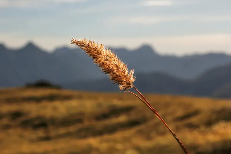 Espiga dorada con cordillera desenfocada al fondo